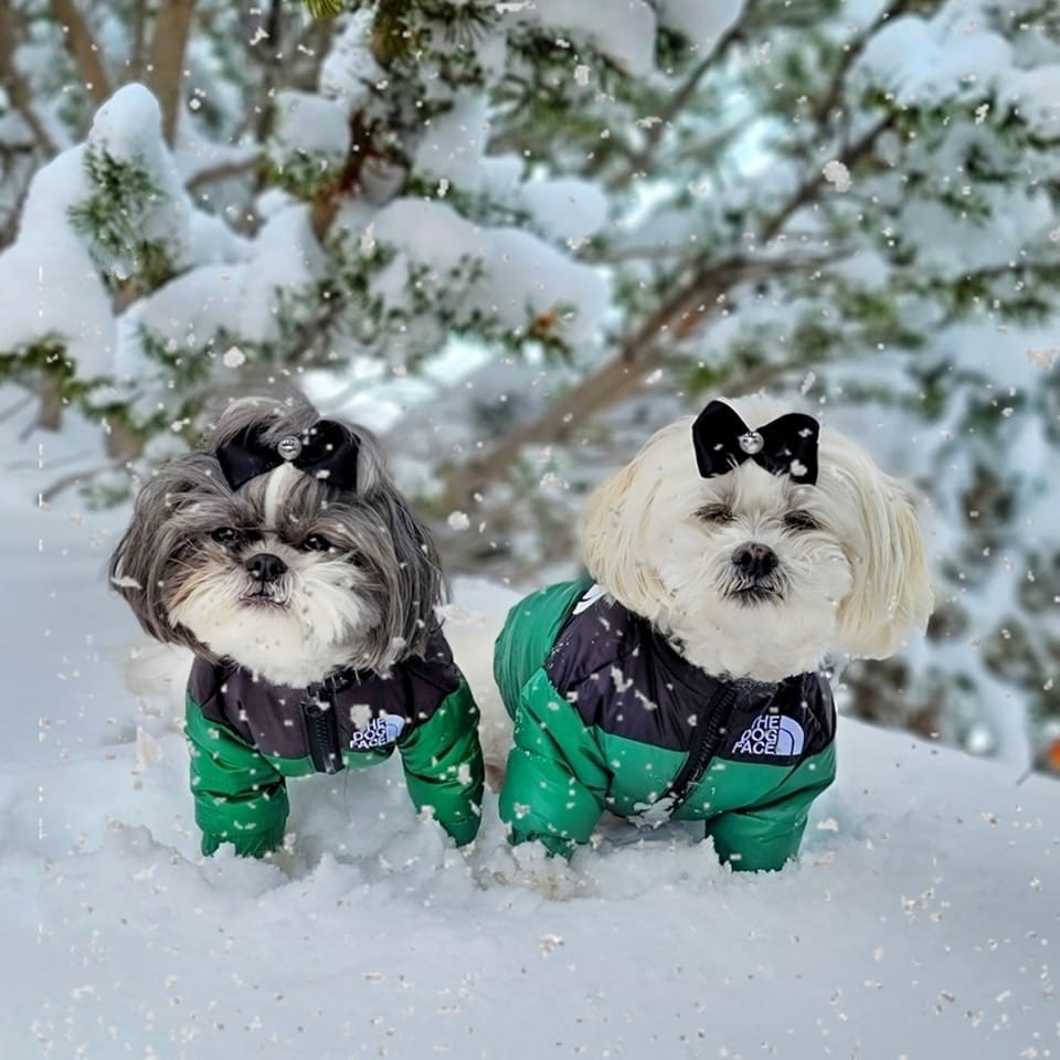 TheDogFace™ Dog Jacket